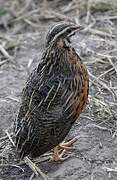 Harlequin Quail