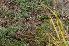 Common Quail