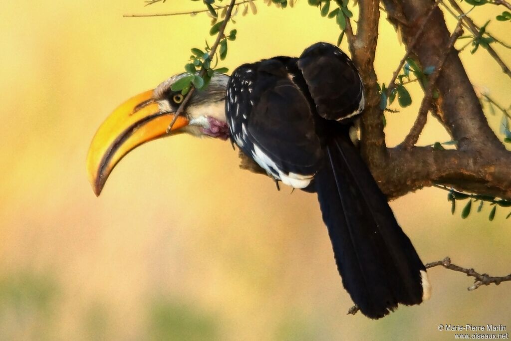 Eastern Yellow-billed Hornbilladult