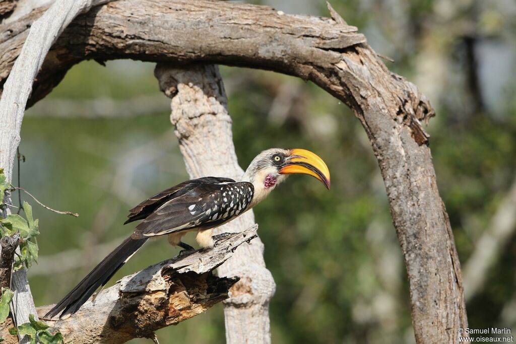 Eastern Yellow-billed Hornbilladult