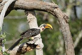 Eastern Yellow-billed Hornbill