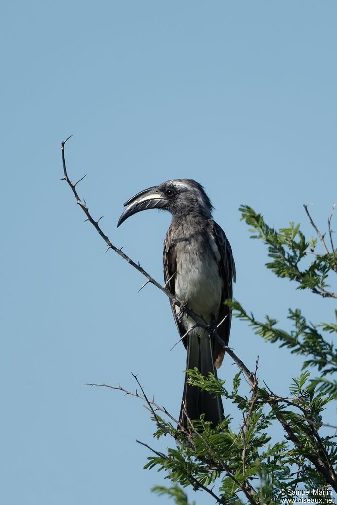 African Grey Hornbill male adult