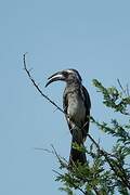 African Grey Hornbill