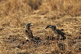 African Grey Hornbill