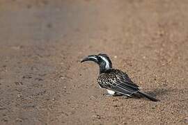 African Grey Hornbill