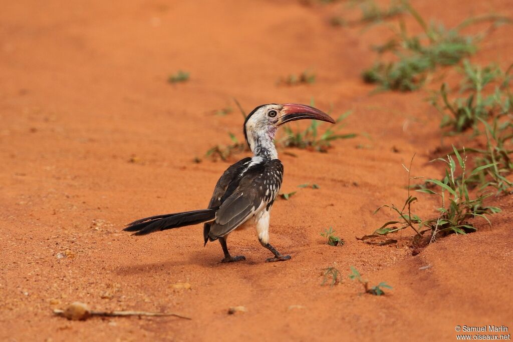 Northern Red-billed Hornbill