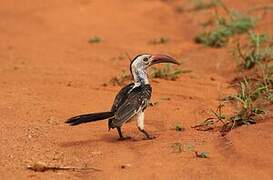 Northern Red-billed Hornbill