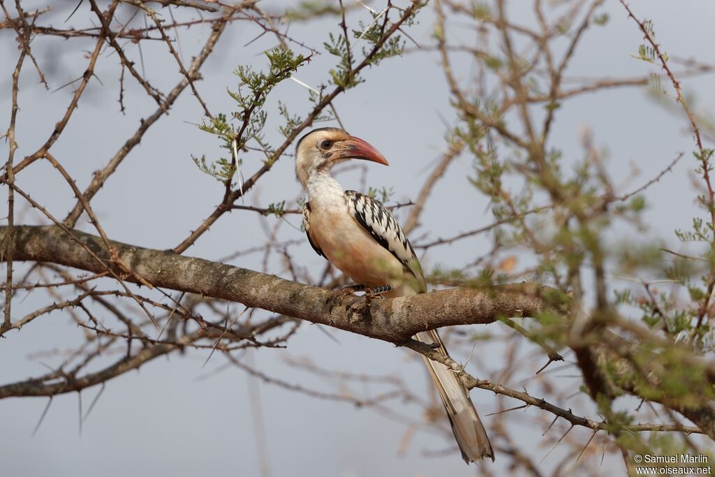 Northern Red-billed Hornbill