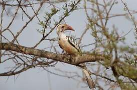 Northern Red-billed Hornbill