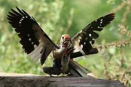 Northern Red-billed Hornbill