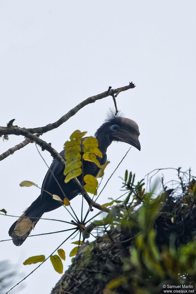 Calao à casque noir