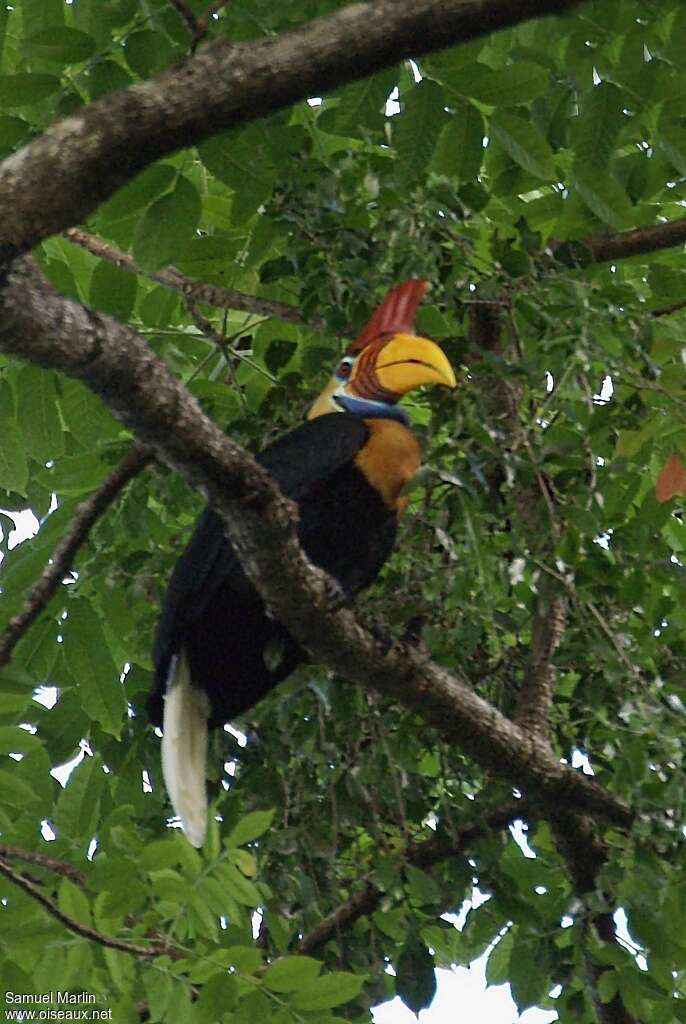 Calao à cimier mâle adulte, identification