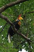 Knobbed Hornbill