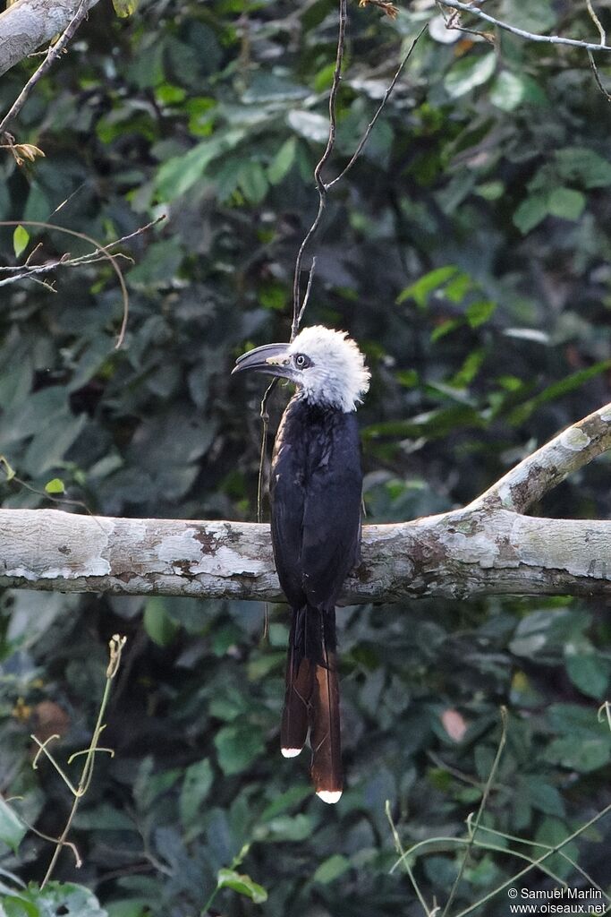 White-crested Hornbilladult