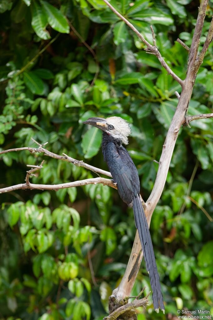 Calao à huppe blanche