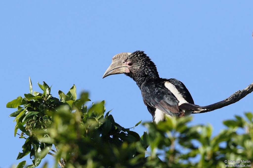 Silvery-cheeked Hornbill