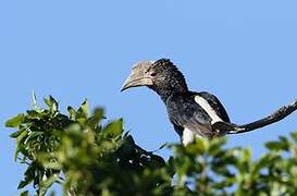 Silvery-cheeked Hornbill