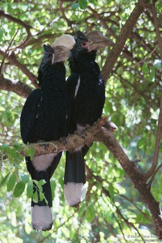 Silvery-cheeked Hornbill