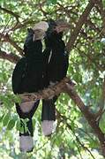 Silvery-cheeked Hornbill