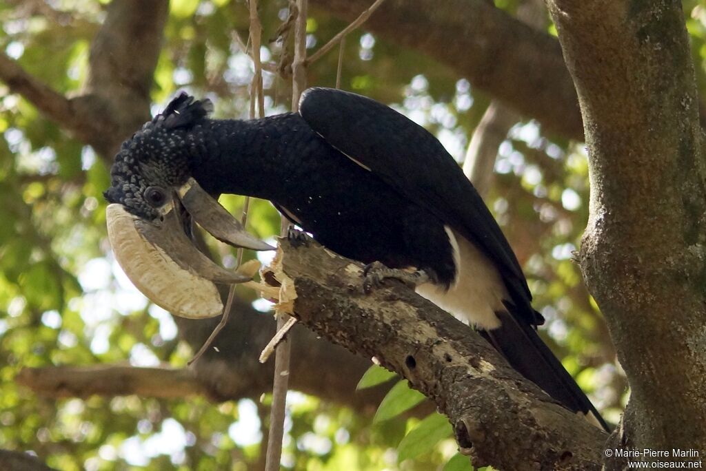 Silvery-cheeked Hornbill