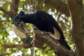 Silvery-cheeked Hornbill