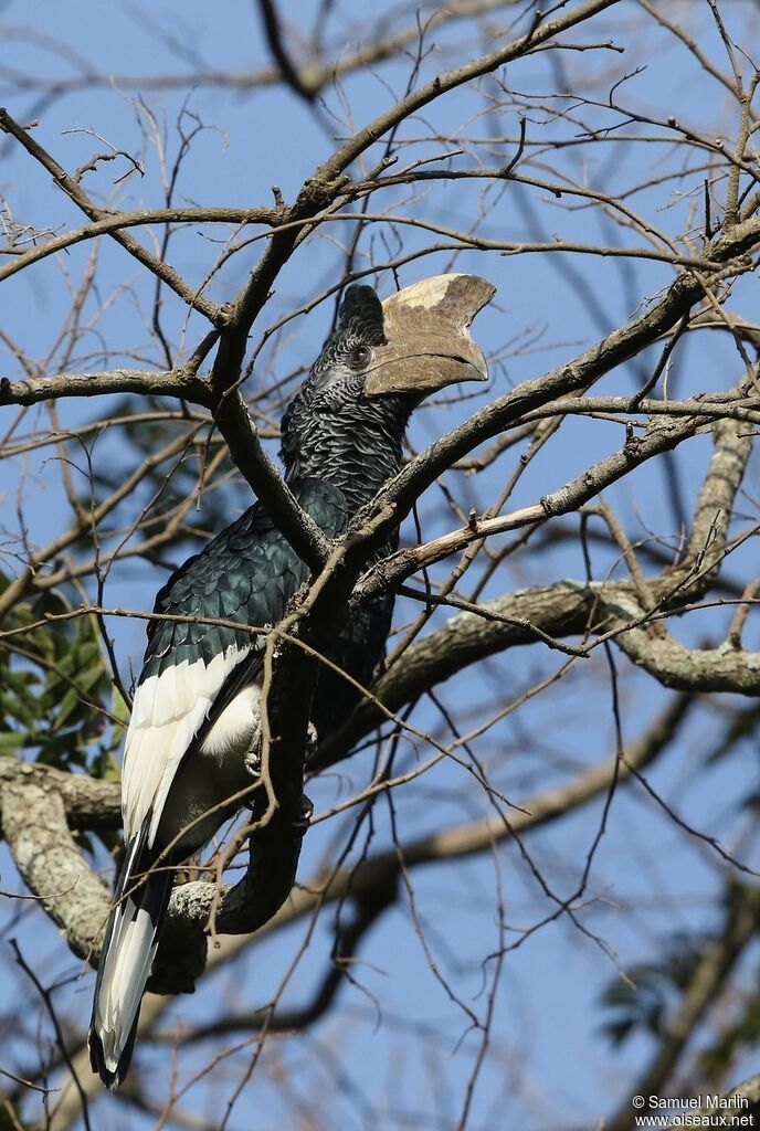 Black-and-white-casqued Hornbilladult