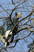 Black-and-white-casqued Hornbill