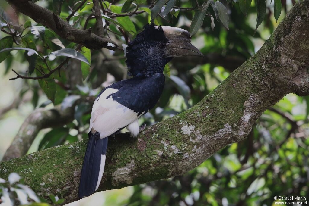 Black-and-white-casqued Hornbilladult