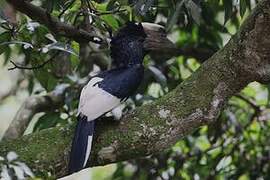 Black-and-white-casqued Hornbill