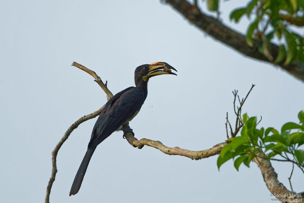 West African Pied Hornbill