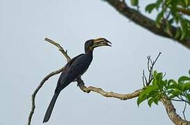 West African Pied Hornbill