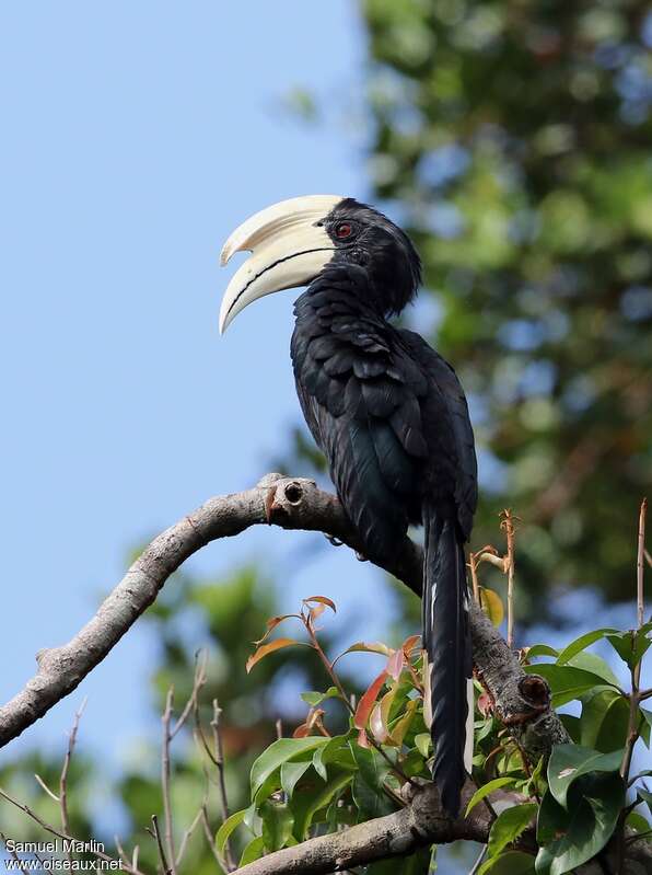 Black Hornbill male adult, identification