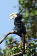 Black Hornbill