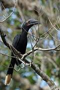 Black Hornbill