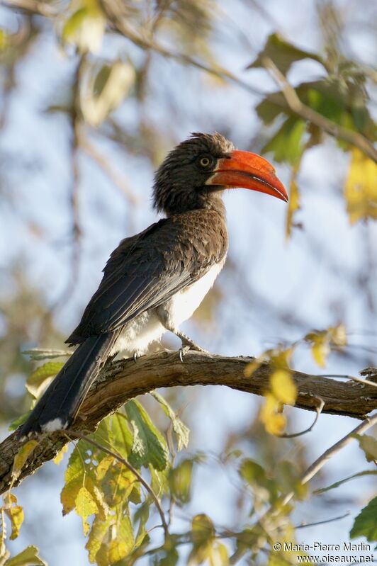 Crowned Hornbill male adult