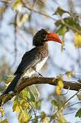 Crowned Hornbill