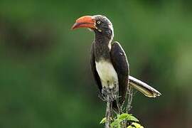 Crowned Hornbill