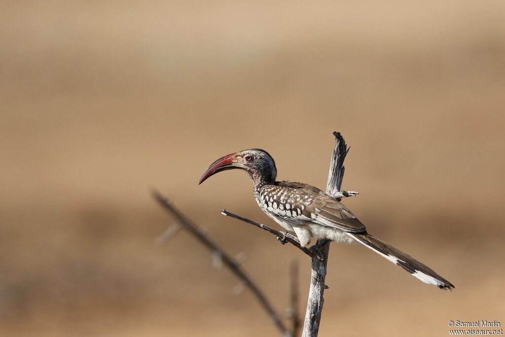 Southern Red-billed Hornbilladult