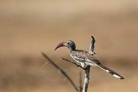 Southern Red-billed Hornbill