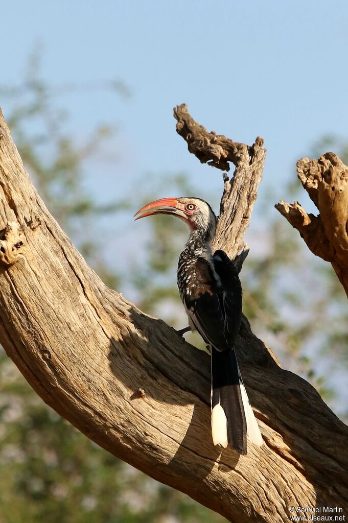 Southern Red-billed Hornbilladult