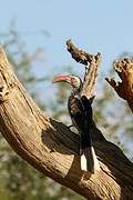 Southern Red-billed Hornbill