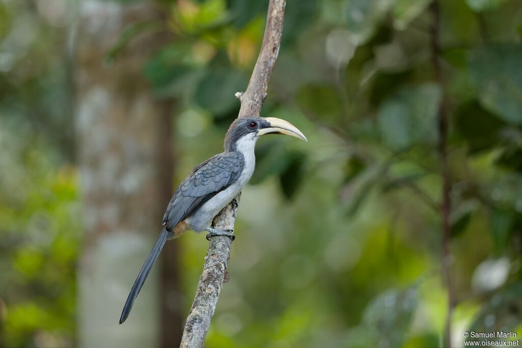 Sri Lanka Grey Hornbilladult