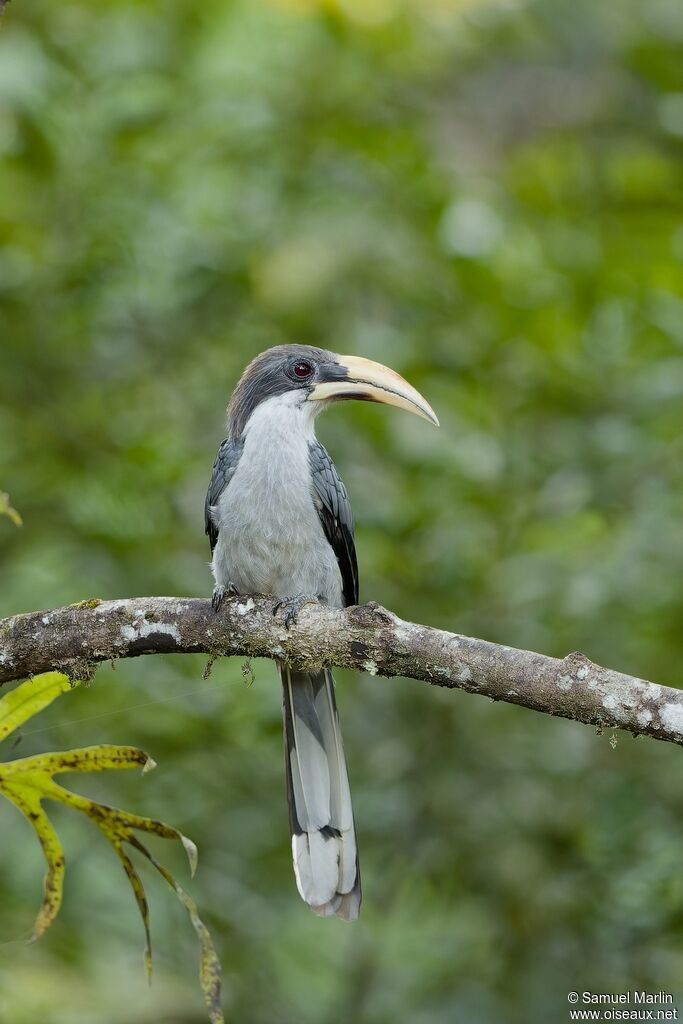 Sri Lanka Grey Hornbilladult