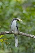 Sri Lanka Grey Hornbill