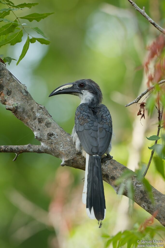 Sri Lanka Grey Hornbilladult