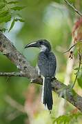 Sri Lanka Grey Hornbill