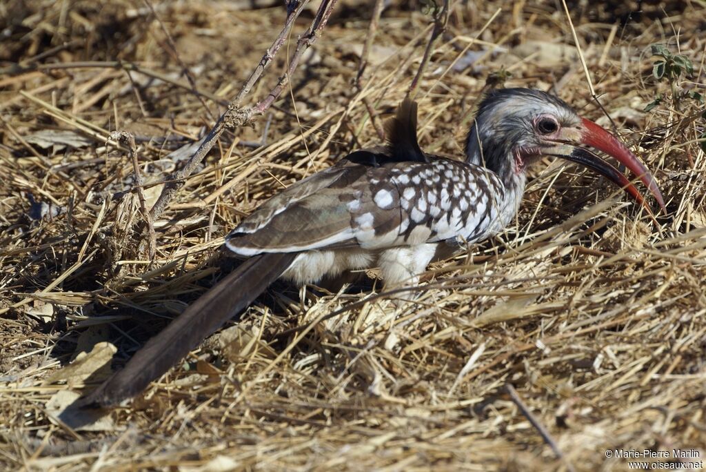 Damara Red-billed Hornbilladult