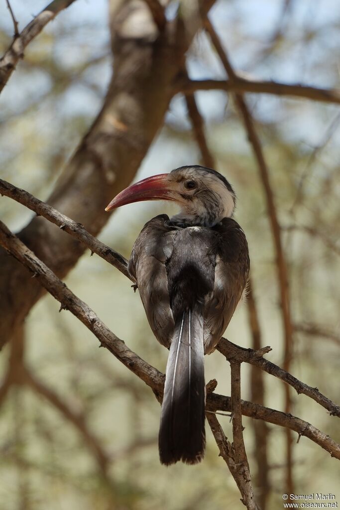 Damara Red-billed Hornbilladult