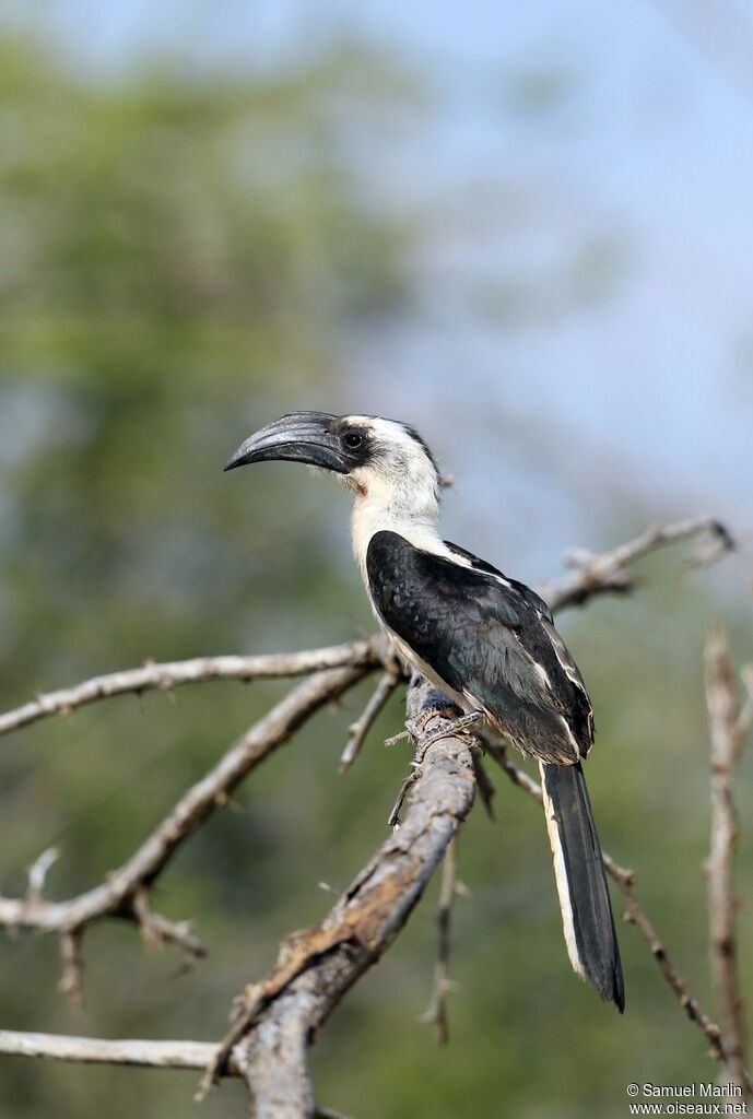 Von der Decken's Hornbill female adult