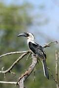 Von der Decken's Hornbill